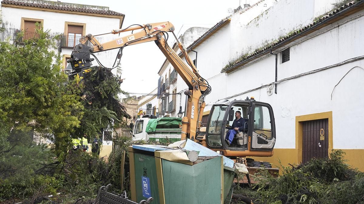 Árboles caídos por el viento en la plaza Cardenal Toledo