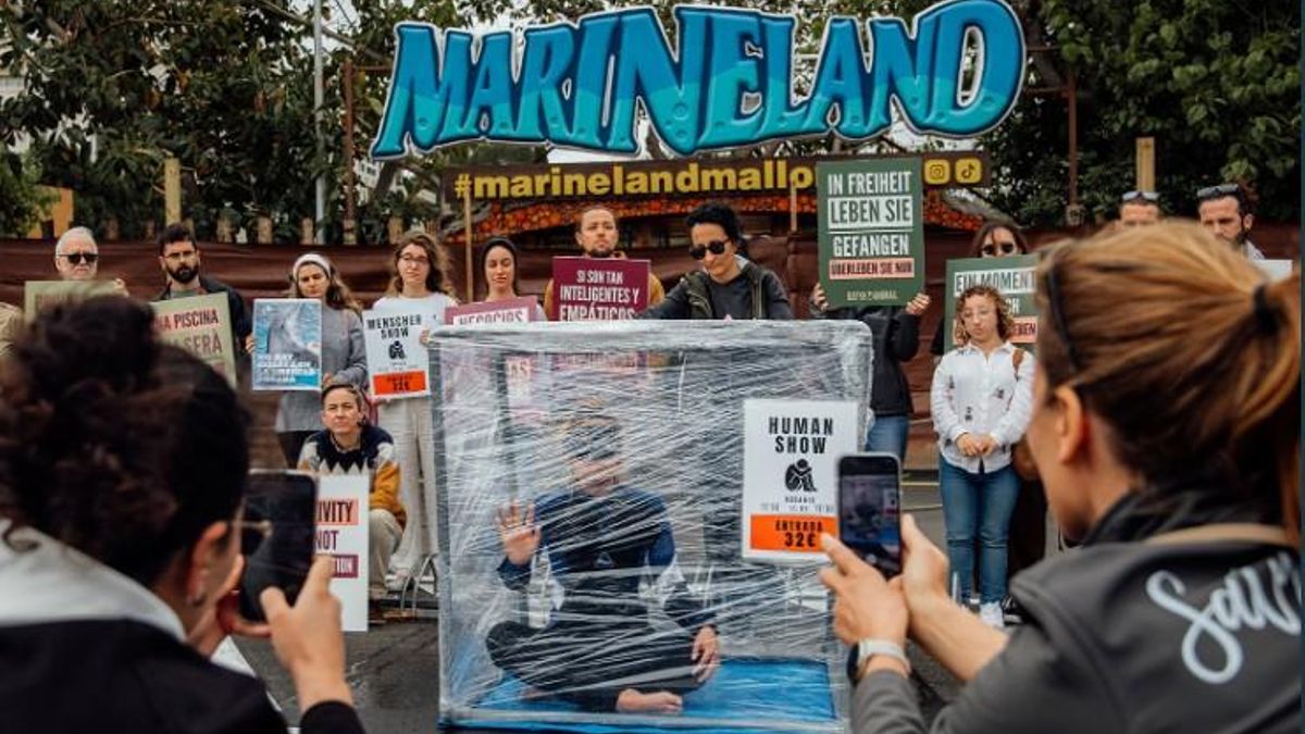 Decenas de activistas se movilizan contra los delfinarios y zoológicos: “No es diversión, es esclavitud”