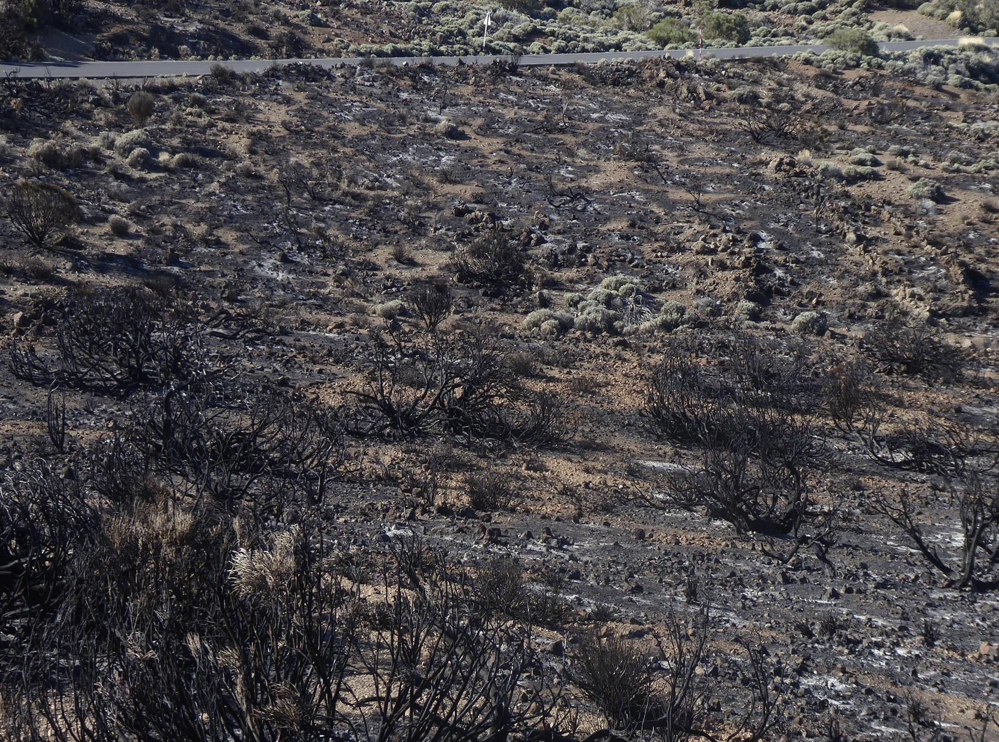 Retamar arrasado por el incendio al lado de la carretera que une el Observatorio con el cruce del Portillo bajo.