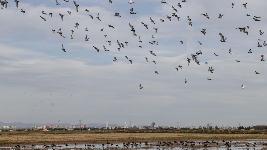La Albufera de València recibe hasta 1,5 toneladas de pesticidas al año, según un estudio