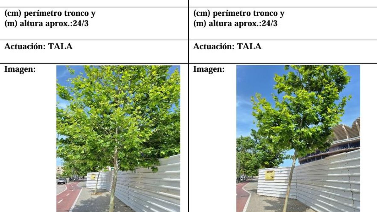 Algunos de los árboles que se prevé talar junto al nuevo estadio.