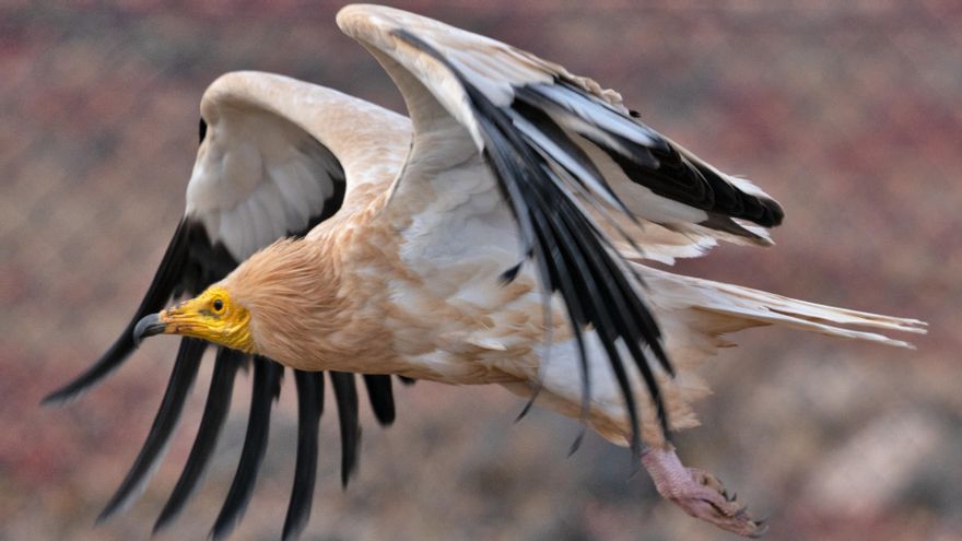 Un guirre, una especie en peligro crítico de extinción.