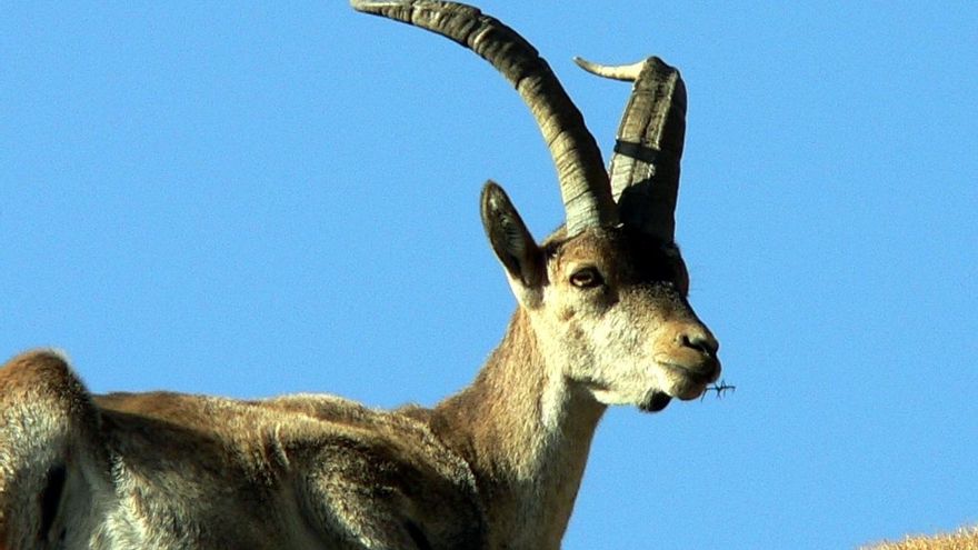 Cinco años en las sierras cacereñas de Gredos con incendios bajo el mismo patrón