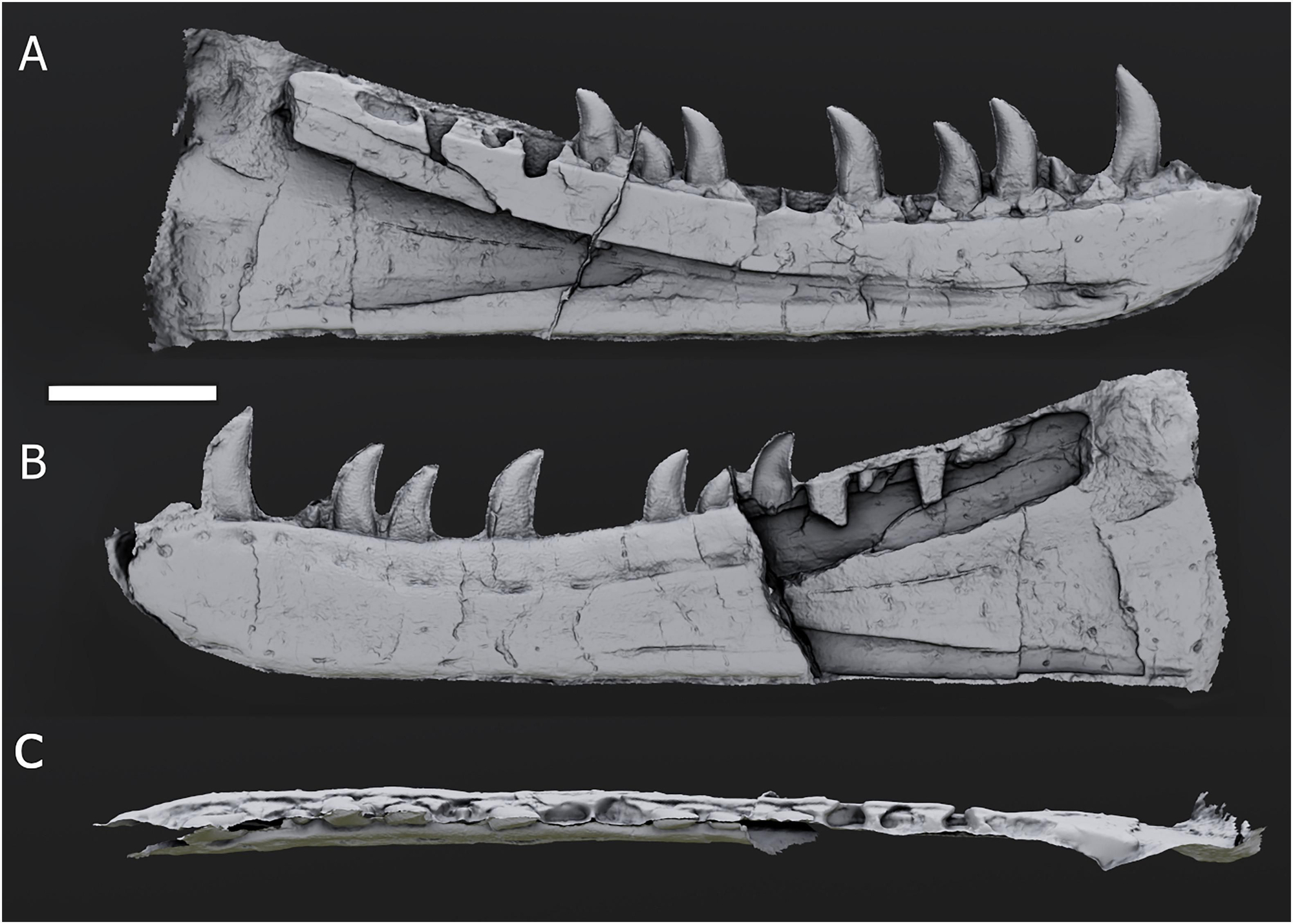 Reconstrucción digital del holotipo GSM 6532, obtenida mediante la combinación de imágenes fotogramétricas de ambas losas. Al presentar el modelo 3D, lo que antes eran moldes en la roca se convierten en superficies sólidas del dentario. (A) Vista medial, (B) Vista lateral y (C) Vista dorsal.