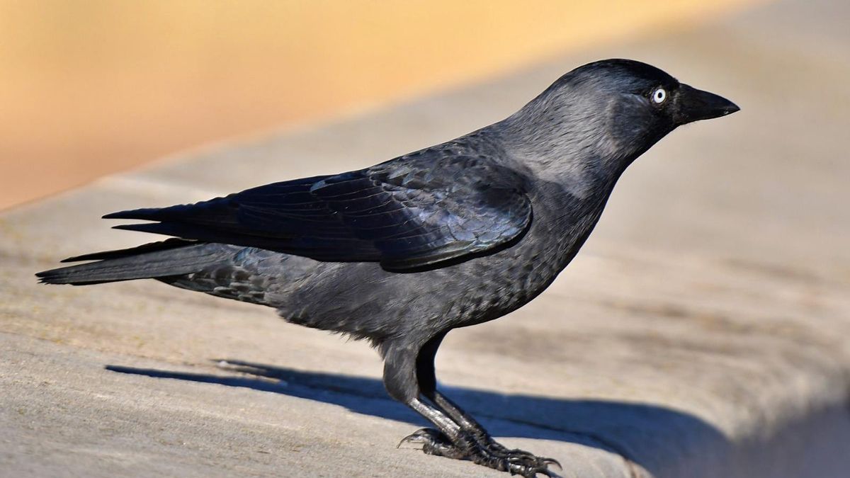 La Sociedad Cordobesa de Historia Natural pide suspender la caza de la grajilla occidental en Andalucía ante el declive de la especie