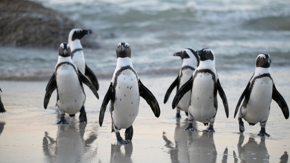 Detectan contaminantes tóxicos en pingüinos africanos: una alerta sobre la salud de los océanos