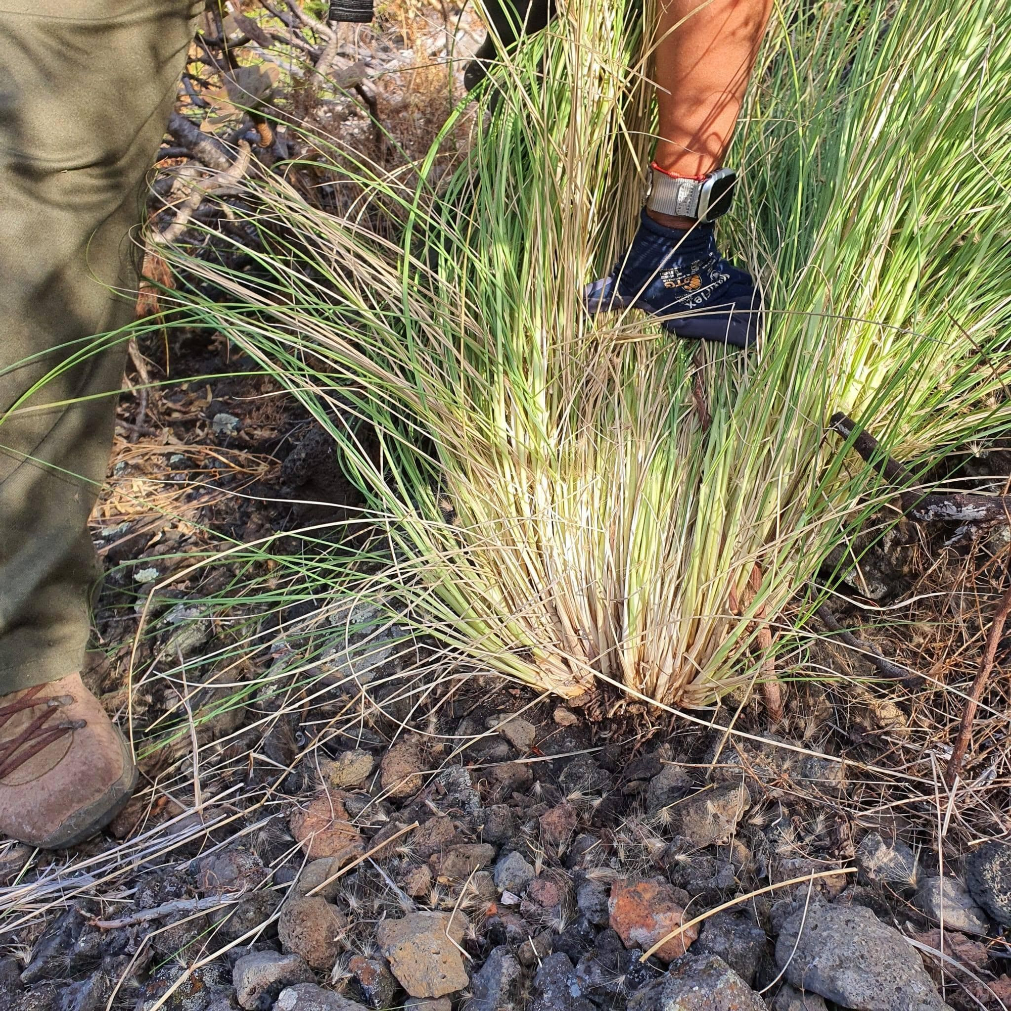 Un ejemplar de 'rabogato' en Finca Amado (Breña Baja).