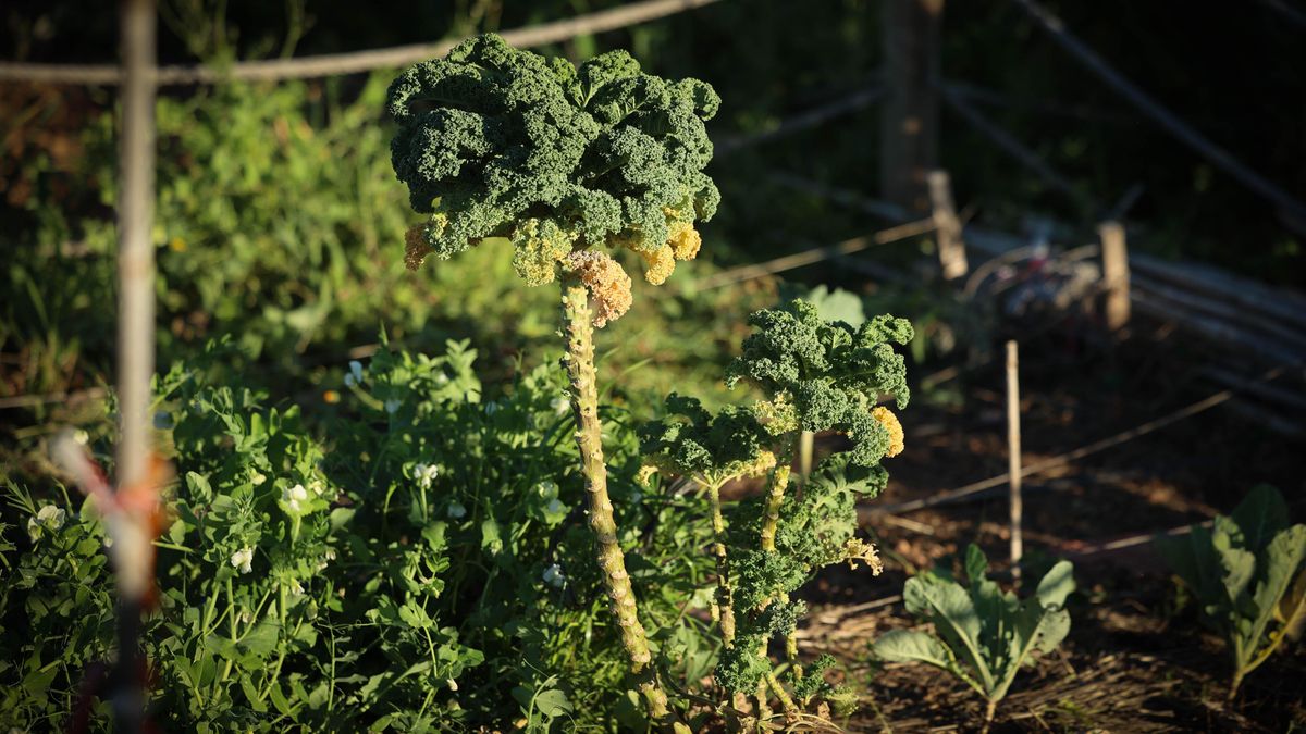 Temporada de hortalizas verdes, como el brócoli.