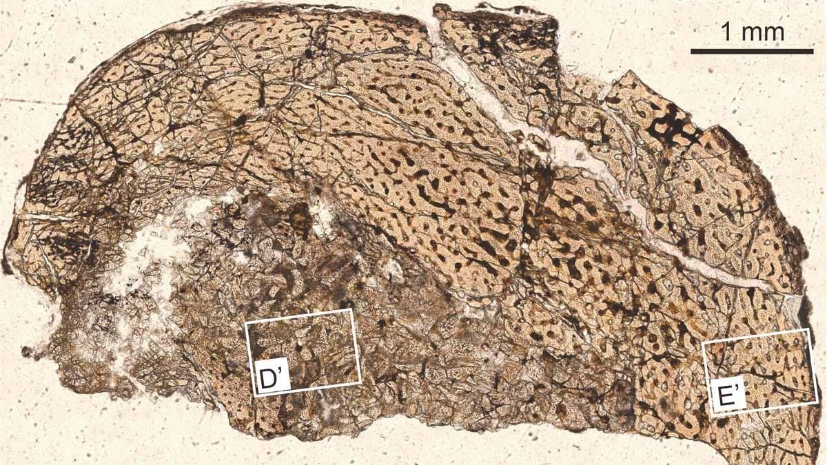 Hueso de la pata de uno de los ejemplares analizados