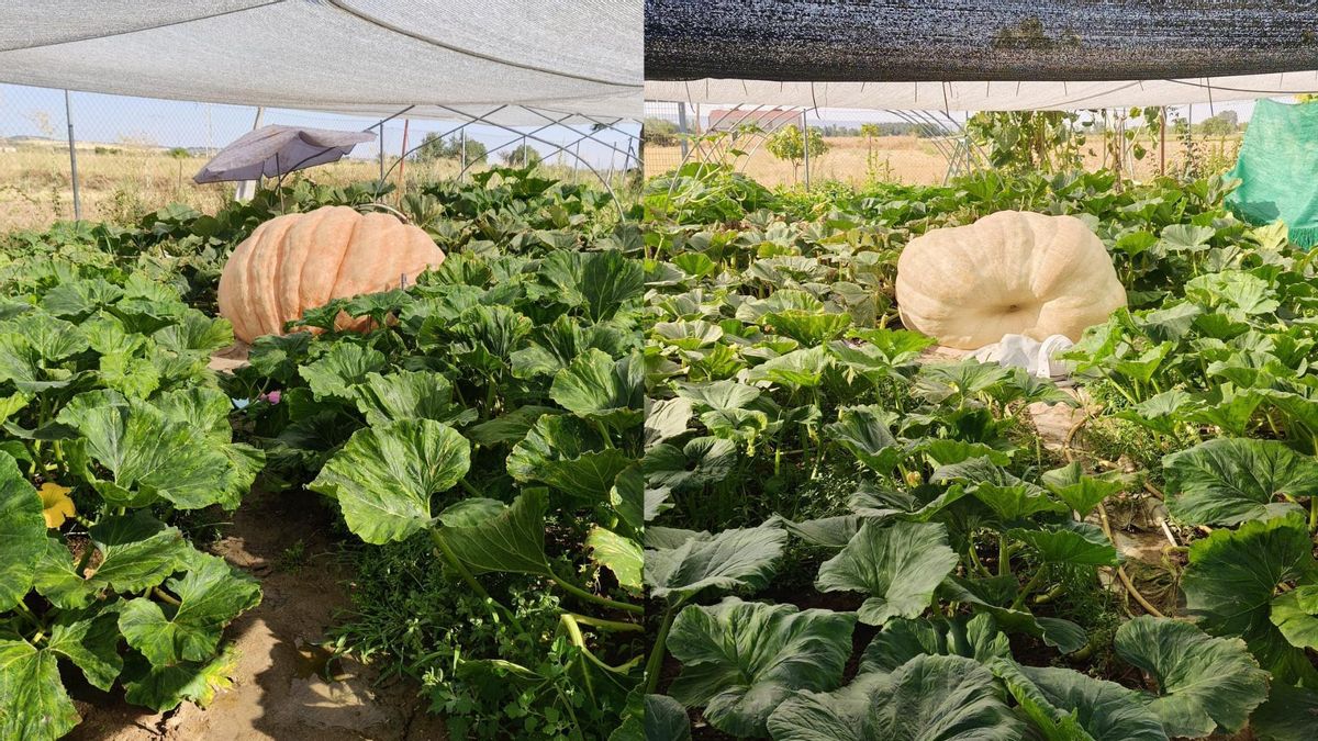'Lula' y 'Trufa', las calabazas de récord que sobrepasan los 650 kilos en un huerto de Guadalajara