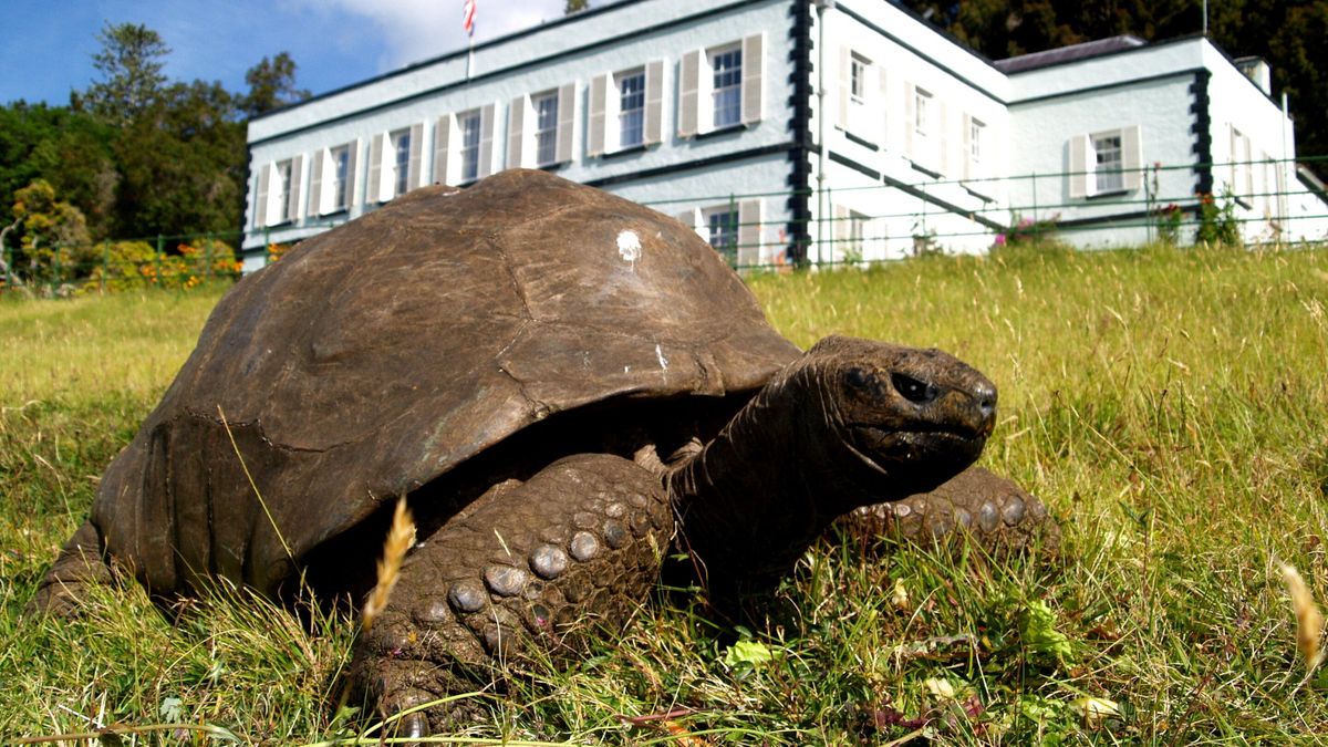 Jonathan, la tortuga de 194 años que estudian los científicos y que da pistas sobre la longevidad