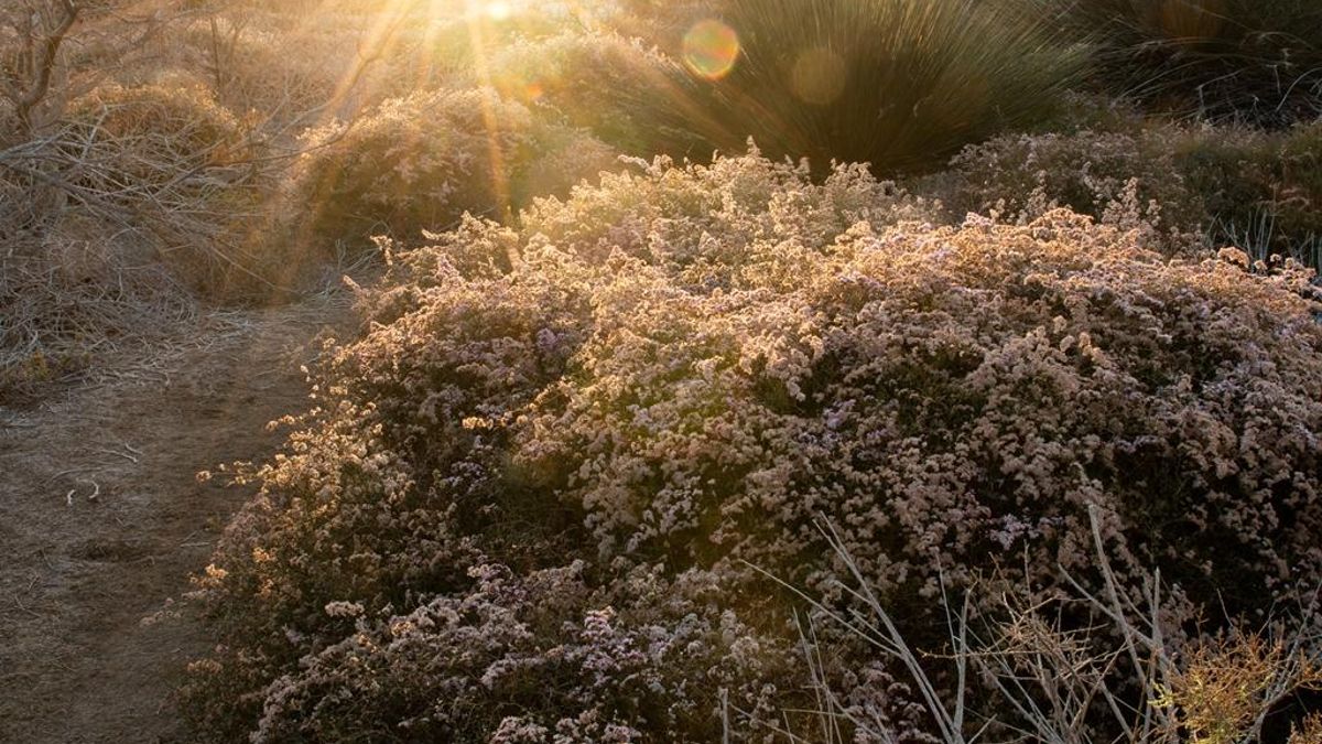 Ejemplar de siempreviva rosada en las Dunas de Maspalomas