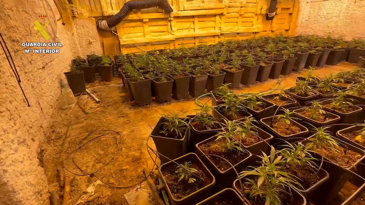 Plantación de marihuana en Lucena