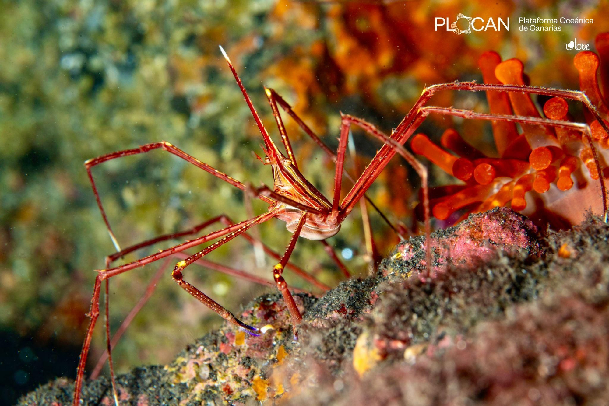 La vida submarina se abre paso en las nuevas fajanas de La Palma.