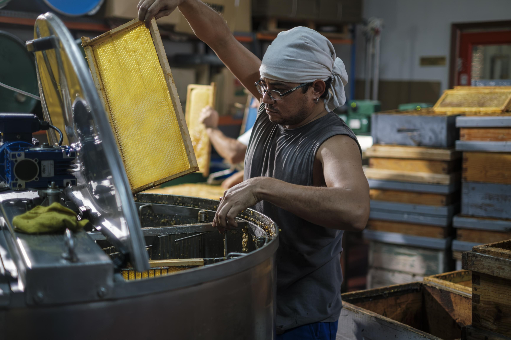 Un apicultor extrayendo la miel de los panales en una explotación apícola de Guadalajara