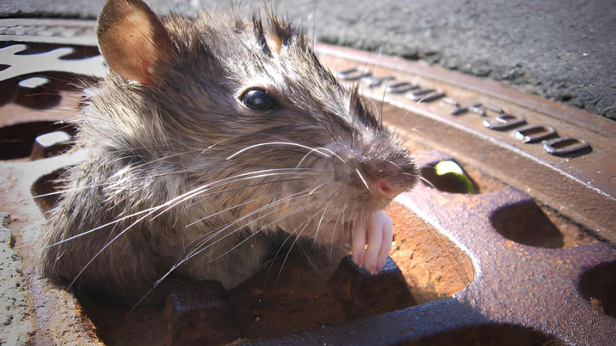 Ratos navegam usando um sistema sensorial incomum