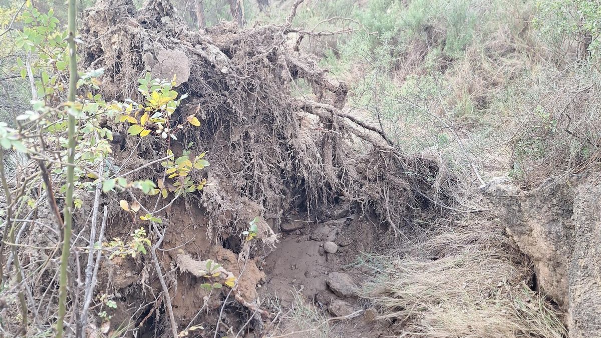 Castilla-La Mancha recibirá más fondos para recuperar el potencial productivo afectado por la dana de 2024