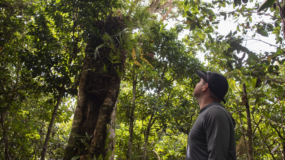 Un soldado observa el último ejemplar de 'Serianthes nelsonii' en la base aérea de Guam.