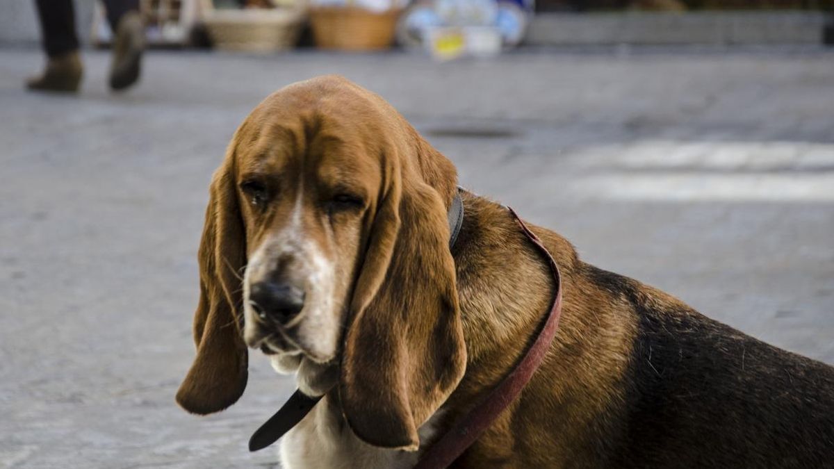 La Junta abre más de 80 expedientes por maltrato animal y abandono de mascotas durante los dos últimos años