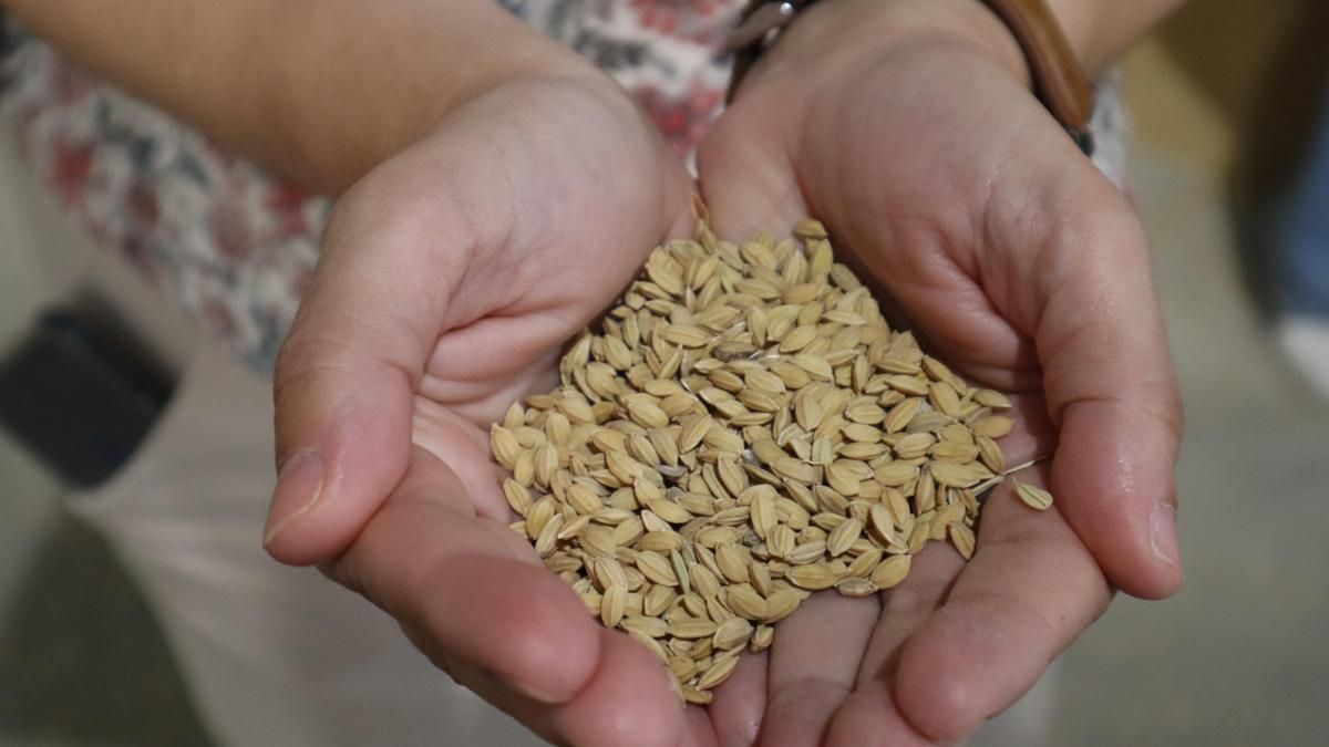 Arroz de Calasparra que se produce en Hellín