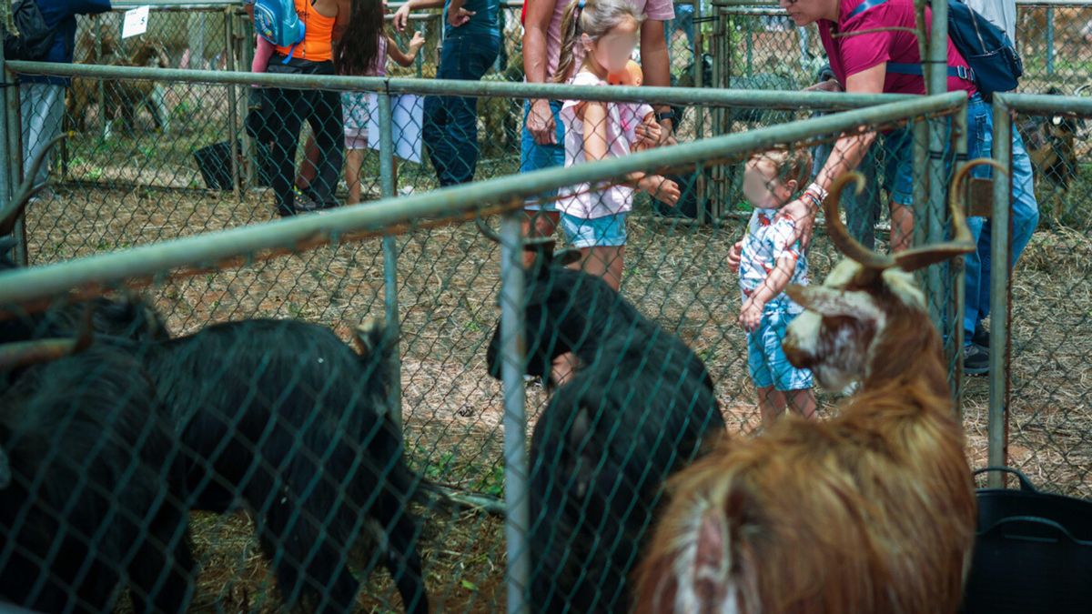 Puntallana celebra una muestra de razas autóctonas