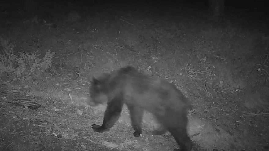 Un nuevo ataque de un oso a un rebaño de ovejas pone en alerta a los pastores del Pirineo navarro