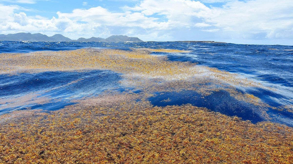 Una masa colosal de algas recorre medio mundo y ya está alterando la vida marina y las costas