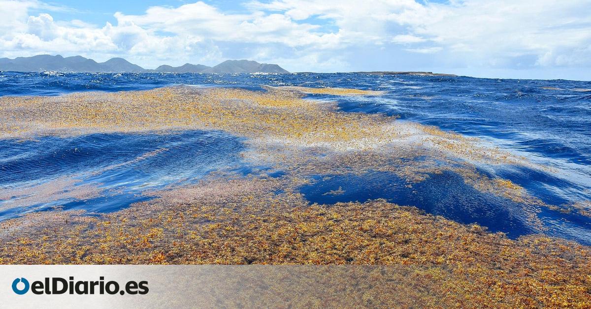 Una masa colosal de algas recorre medio mundo y ya está alterando la vida marina y las costas
