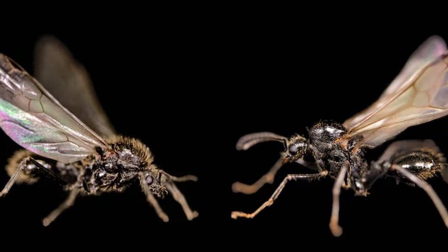 La extraña estrategia de las hormigas ibéricas que fabrican otra especie para conseguir obreras híbridas incansables