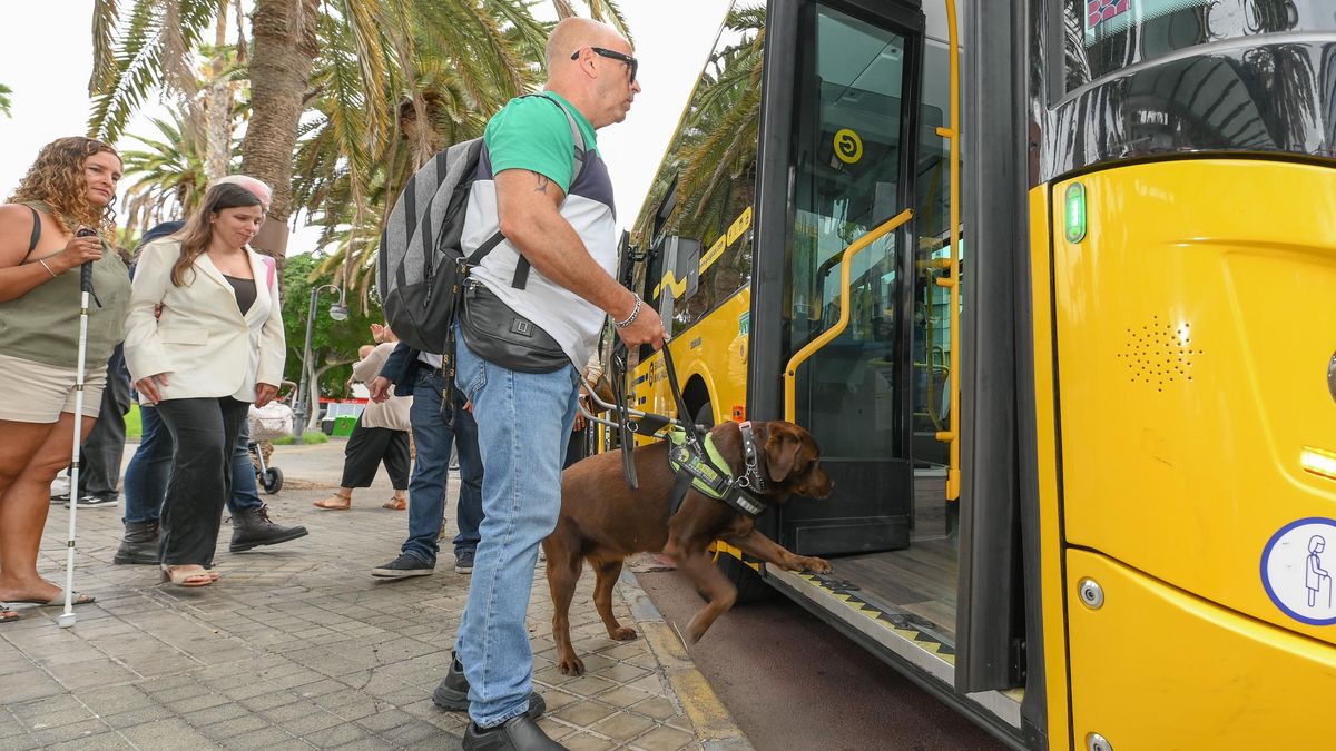 Guaguas Municipales facilita el acceso de perros de asistencia junto a sus dueños, además de los guía.