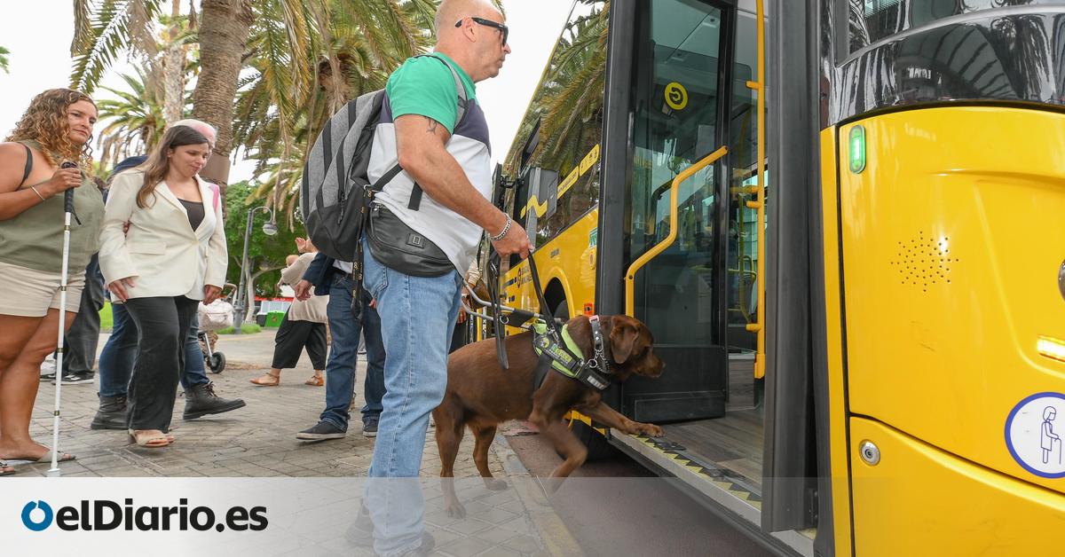 Guaguas Municipales facilita el acceso de perros de asistencia junto a sus dueños, además de los guía