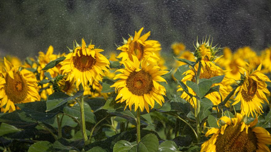Castilla-La Mancha ultima nuevas ayudas para girasol, aromáticas, apicultura, razas autóctonas y zonas de montaña