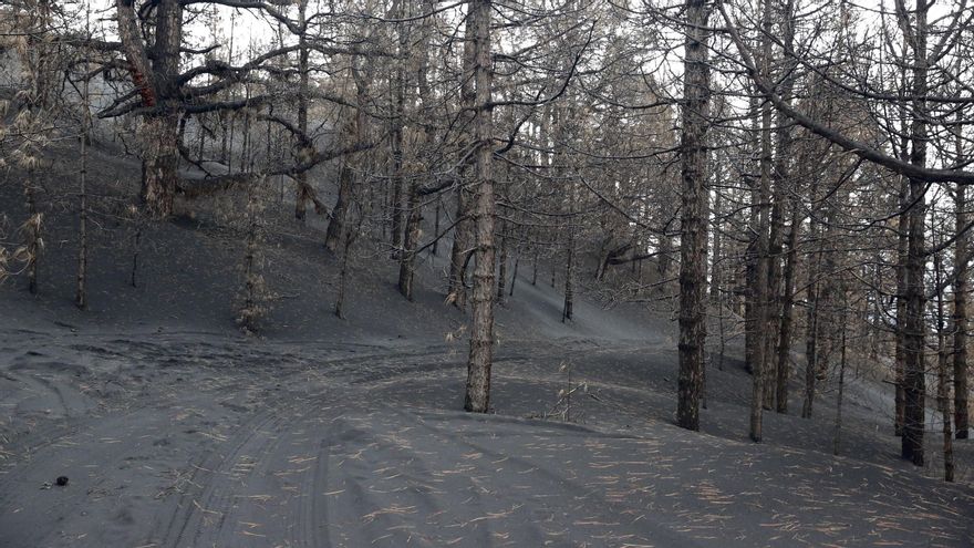 Sendero que discurre en la zona de Cabeza de Vaca, donde antes de la erupción los pinos verdes poblaban la ladera.