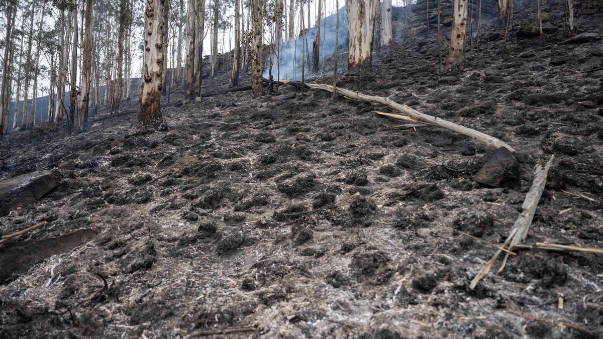 Cantabria mantiene la alerta contra el fuego en nivel 2, con cuatro incendios activos y uno controlado