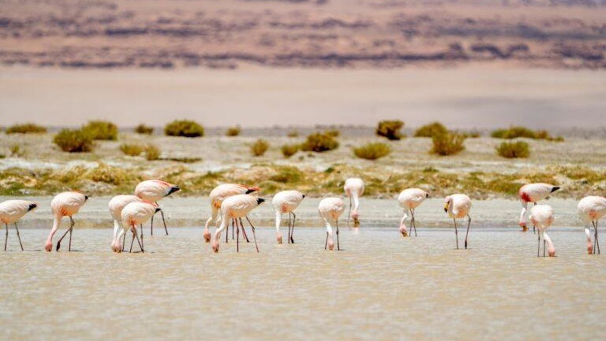 Flamencos en el salar de Tara. Foto: cortesía Rodrigo Maluenda