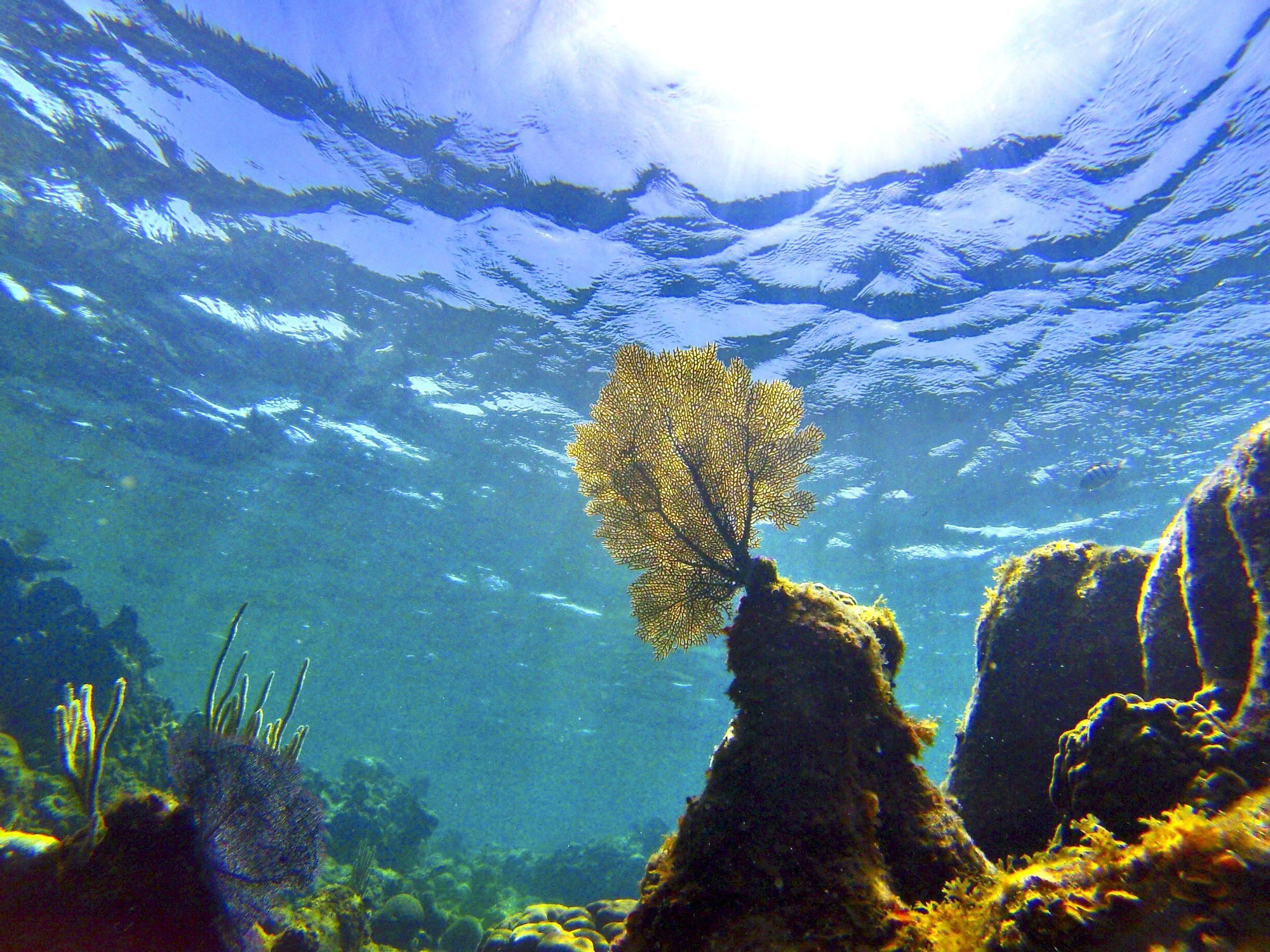 Imagen del fondo del mar, en una foto de recurso