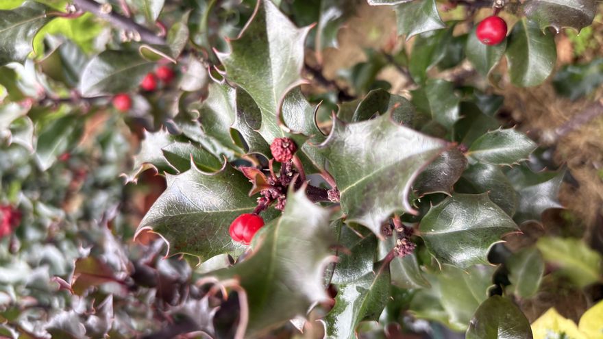 Abeto, muérdago y flor de Pascua, la "trinidad" botánica navideña