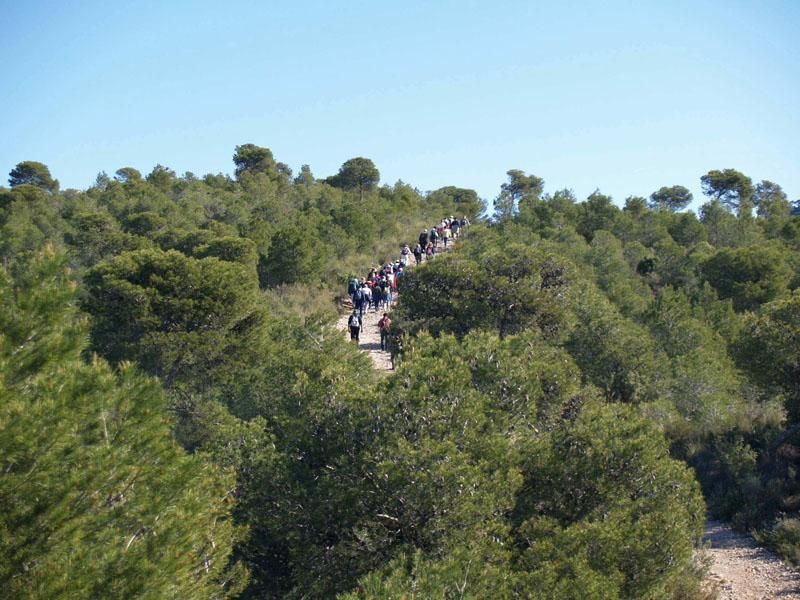 Pinares de la Serra.