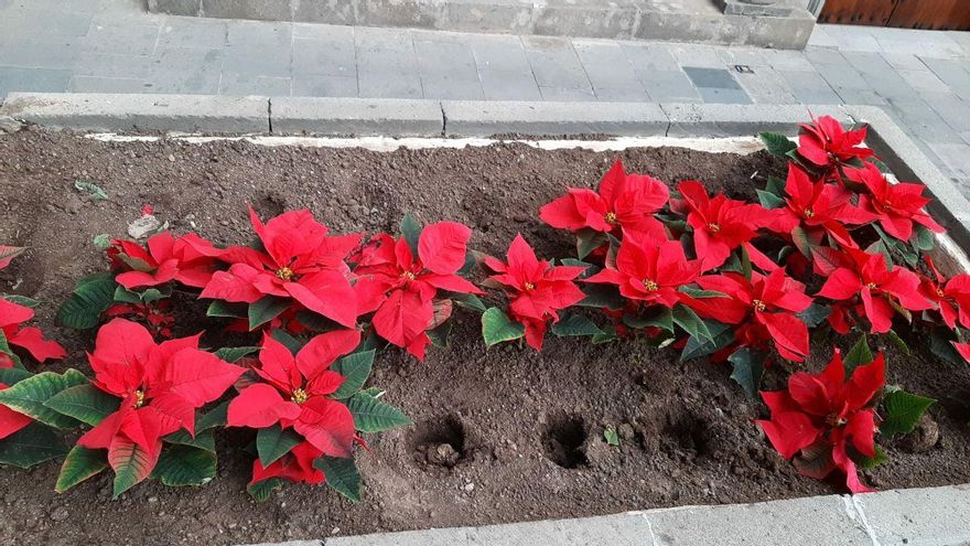 Robadas más de 500 flores de pascua en Las Palmas de Gran Canaria este fin de semana