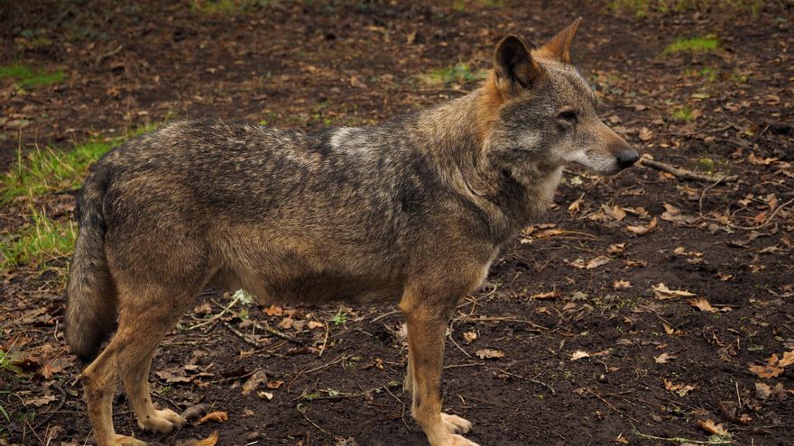 Ecologistas en Acción pide 6.300 euros a dos cazadores furtivos por intentar abatir un lobo ibérico en Palencia