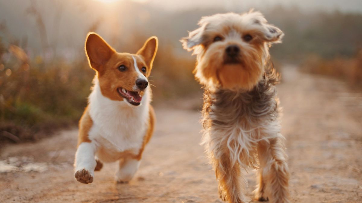 Actualmente abundan los bares y hoteles "pet friendly".
