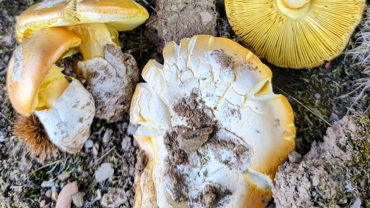 Amanita caesarea.
