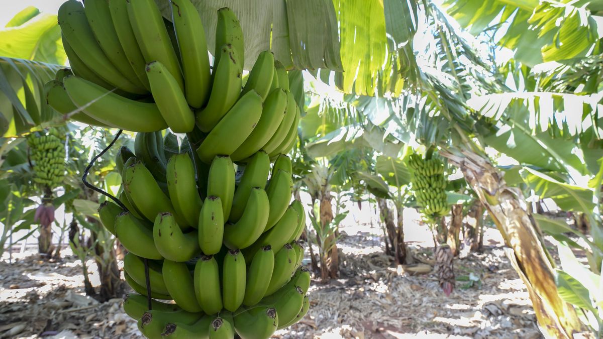 Plantación de plátanos.