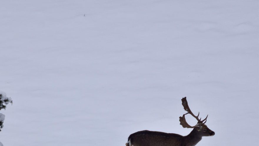La nieve llegó a Albacete, Cuenca y Guadalajara en el Día de Reyes