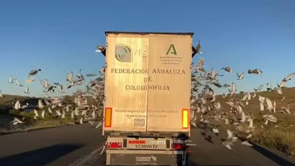 Colombofilia extrema: sueltan 3.500 palomas desde el Órbigo para que vuelvan a sus 'casas' a cientos de kilómetros