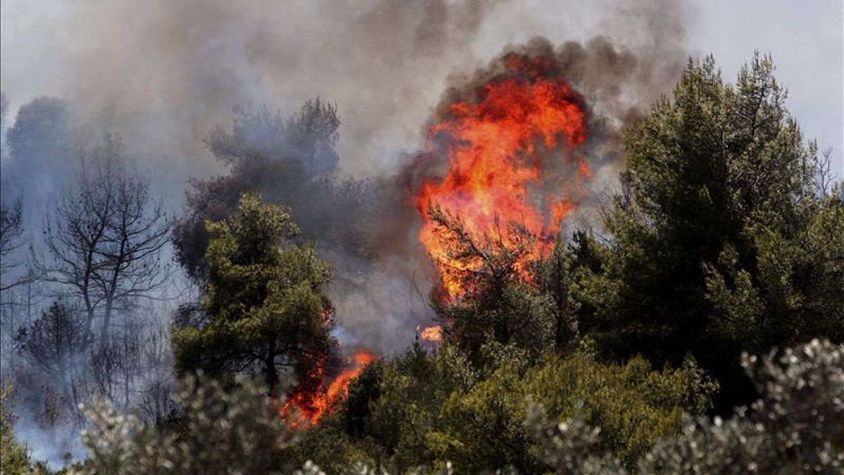 Ascienden a 15.000 hectáreas de bosque arrasadas en incendio en el sur argentino