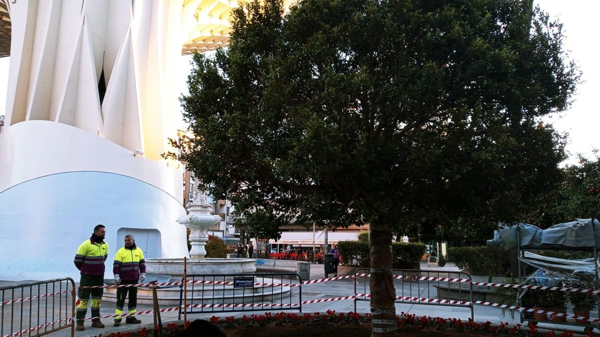 Nuevo ficus en la Plaza de la Encarnación en sustitución de un ejemplar talado de la misma especie.