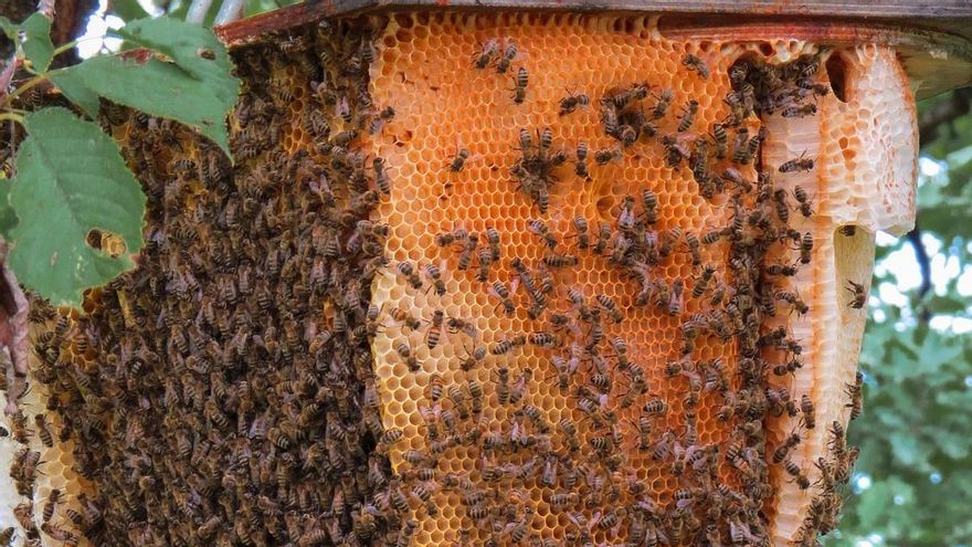 Proponen que el Plan Nacional Apícola 2020-2022 se oriente al apicultor profesional e incremente el presupuesto sanitario