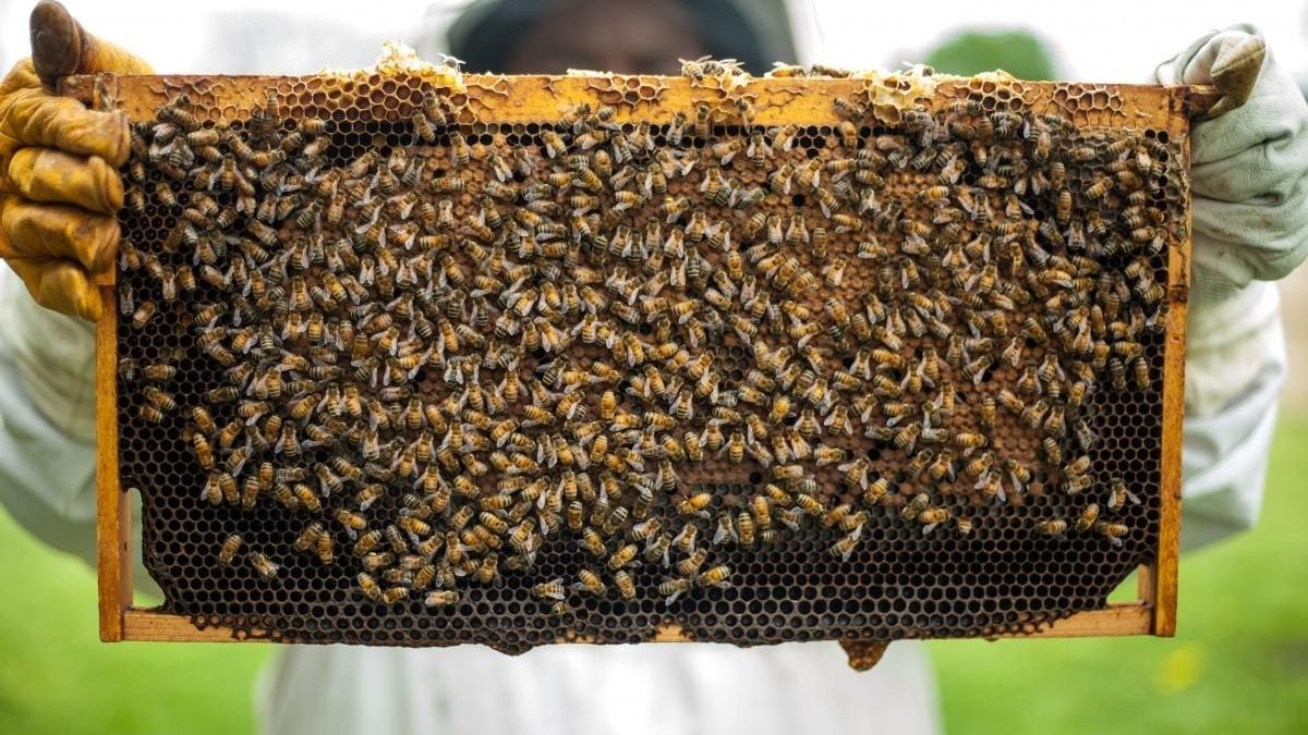 Cuando las abejas sostienen pueblos de la provincia de León