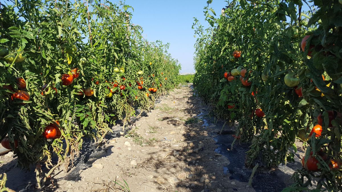 Huerta de Tormantos nació a finales de los años 80